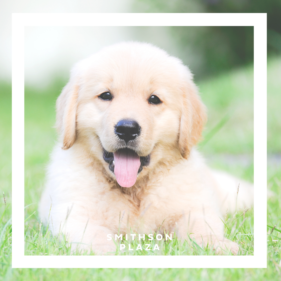 Tenant Puppy Therapy