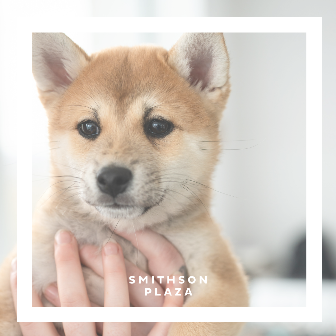 Tenant Puppy Therapy